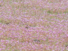 Cyanotis fasciculata