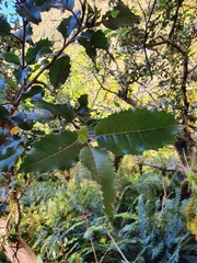Olearia × macrodonta