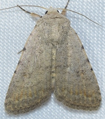 Caradrina selini