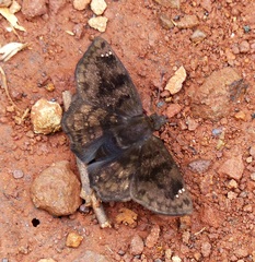 Nisoniades macarius