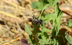 Astata lugens