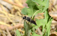 Astata lugens