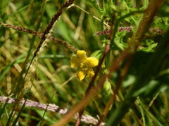 Cucurbitella asperata