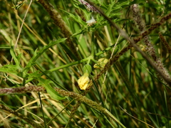 Cucurbitella asperata