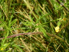 Cucurbitella asperata