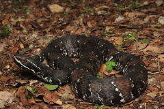 Agkistrodon russeolus