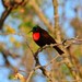 Southern Scarlet-chested Sunbird - Photo (c) David Renoult, some rights reserved (CC BY-NC), uploaded by David Renoult