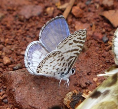 Leptotes cassius cassius