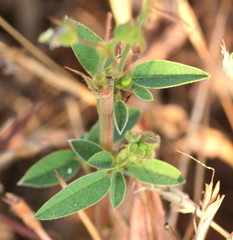 Desmodiastrum racemosum