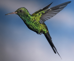 Cynanthus forficatus