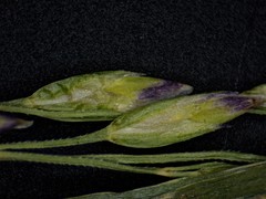 Poa interior