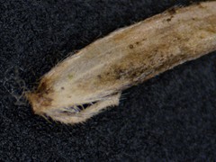 Poa interior