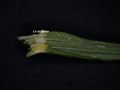 Poa interior