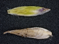 Poa interior