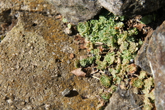 Sedum glaucophyllum