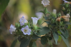 Strobilanthes ixiocephala