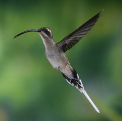 Phaethornis mexicanus