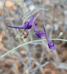 Delphinium peregrinum