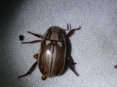 Anoplognathus abnormis