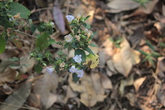 Strobilanthes ixiocephala