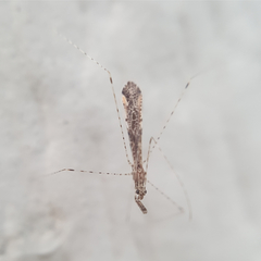 Empicoris rubromaculatus