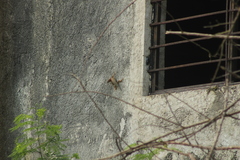Sceloporus serrifer
