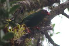 Chlorornis riefferii