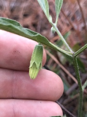 Physalis angustifolia image