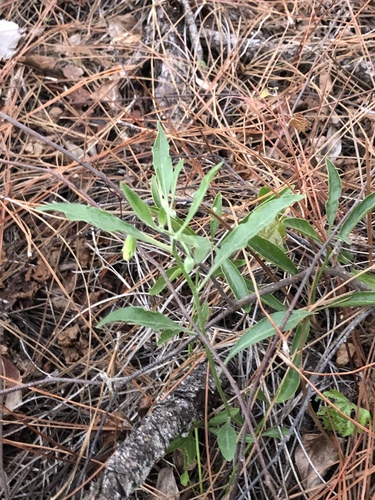 Physalis angustifolia image