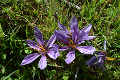 Crocus sativus