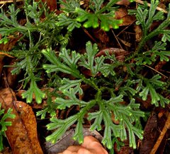 Selaginella alligans