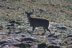 Odocoileus virginianus ustus