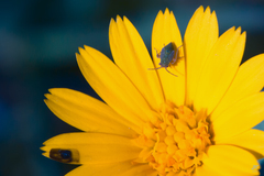 Conostethus venustus