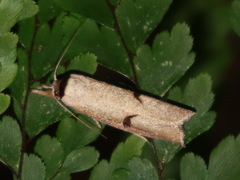 Pilostibes stigmatias