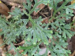Selaginella alligans