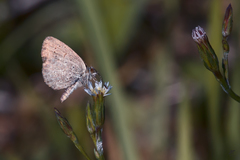 Zizeeria knysna