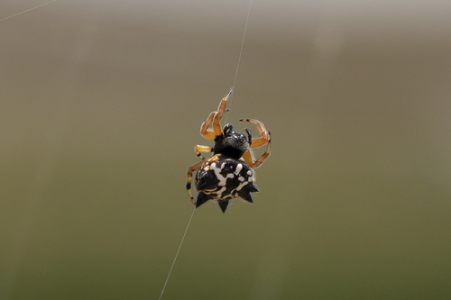 Christmas Jewel Spider photo 3