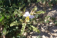 Solanum juvenale