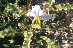 Solanum juvenale