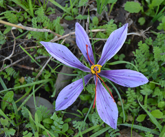 Crocus sativus