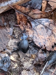 Carabus sylvosus