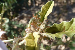 Solanum juvenale