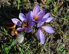 Crocus sativus