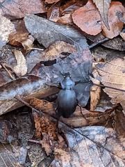 Carabus sylvosus