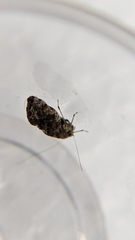 Myopsocidae