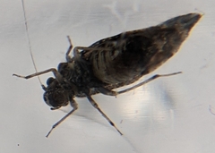 Myopsocidae