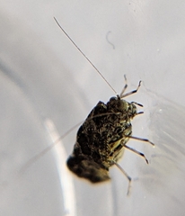 Myopsocidae