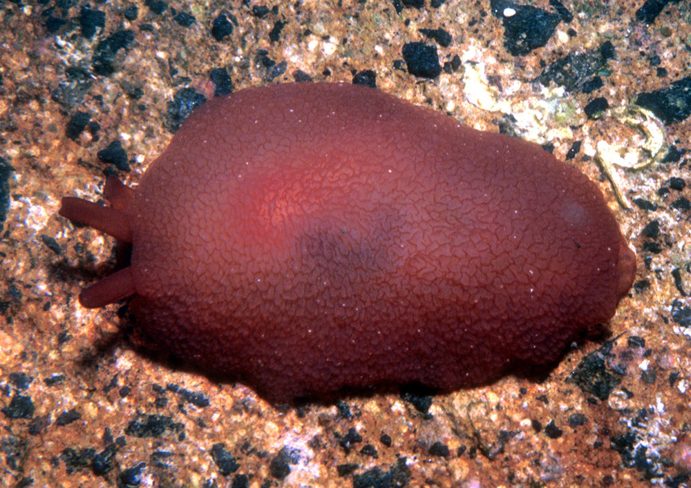 Harald's Side-gilled Slug