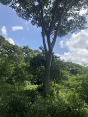 Albizia niopoides