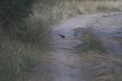 Crypturellus tataupa
